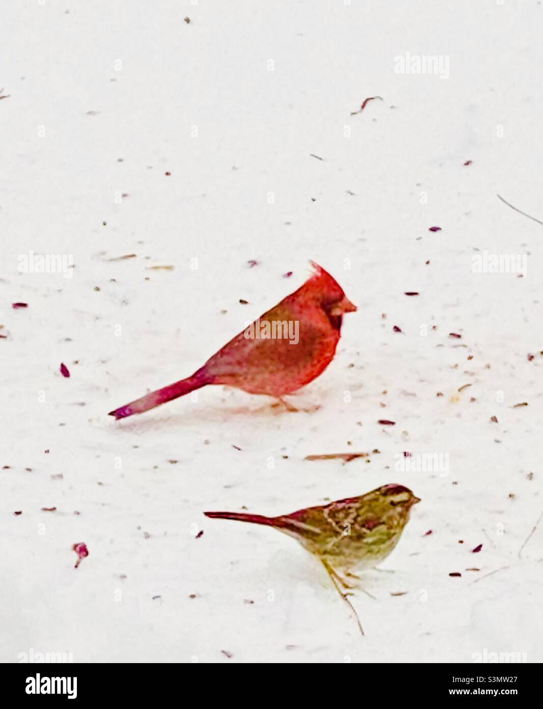 Birdies im Schnee Stockfoto