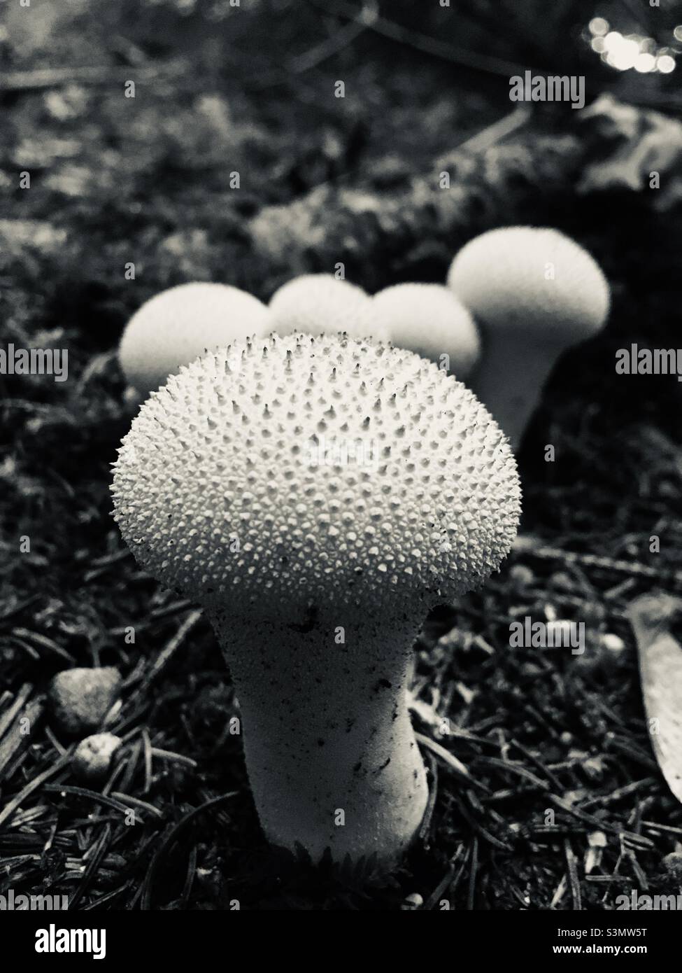 Pilz-Mono Stockfoto