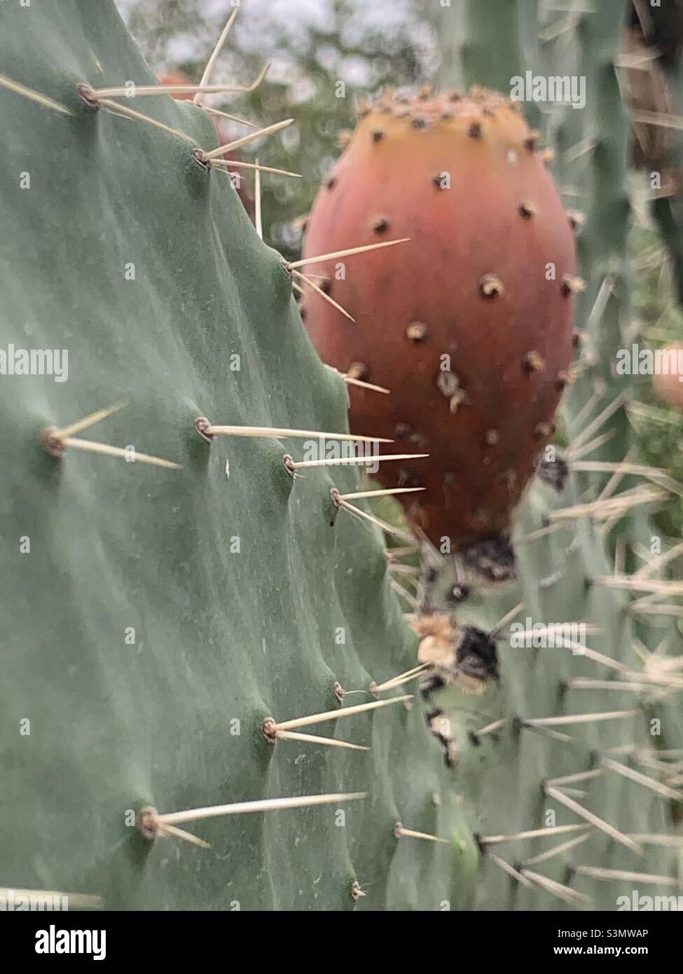 Schönheit kann in grausamer Natur gefunden werden Stockfoto