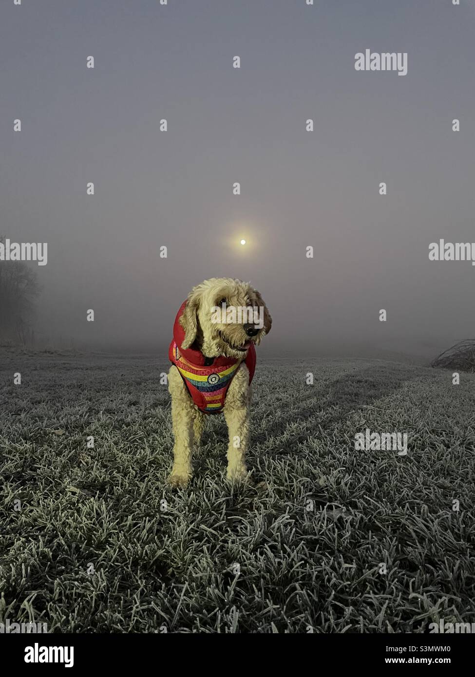 Buzz Reynolds Dog Cockapoo Winter Moonlight Morning Großbritannien England Stockfoto