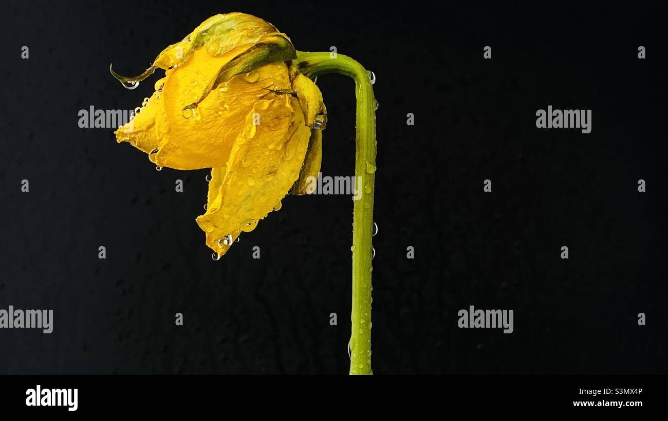 Eine einzelne gelbe Rose. Stockfoto