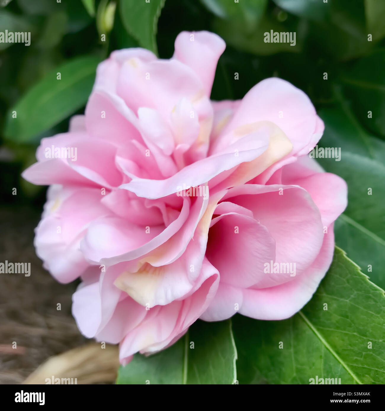 Schöne rosa gefärbte Kamelienblüte. Stockfoto