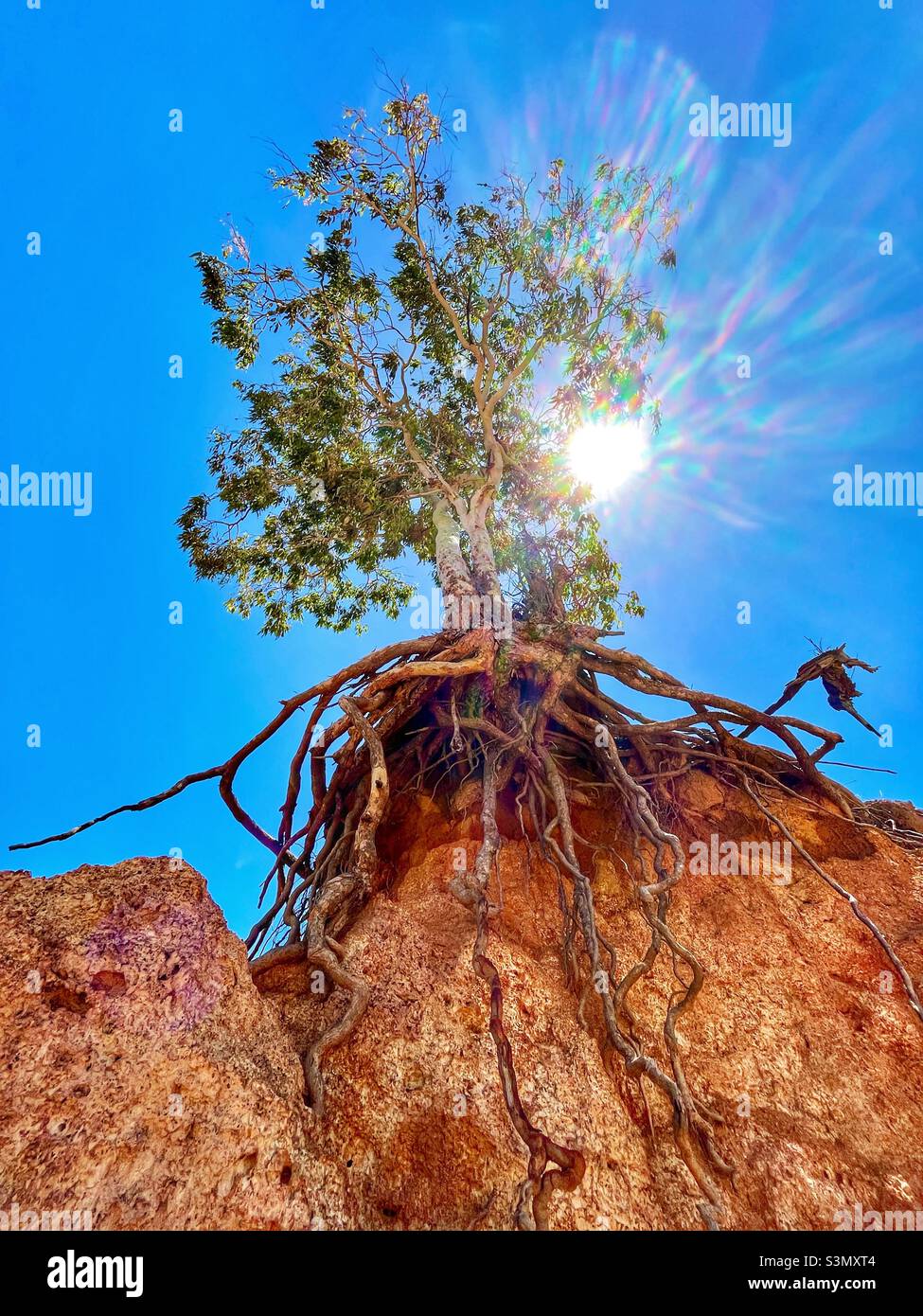Baum mit Wurzeln an einer Klippe mit blauem Himmel und Sonne - Smartphone-aufgenommenes Stockfoto