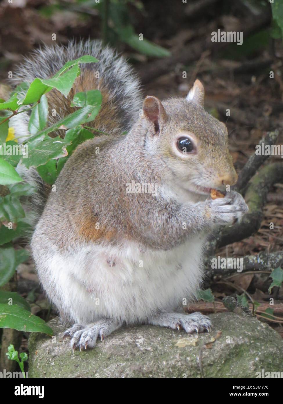 Naheup-Eichhörnchen Stockfoto