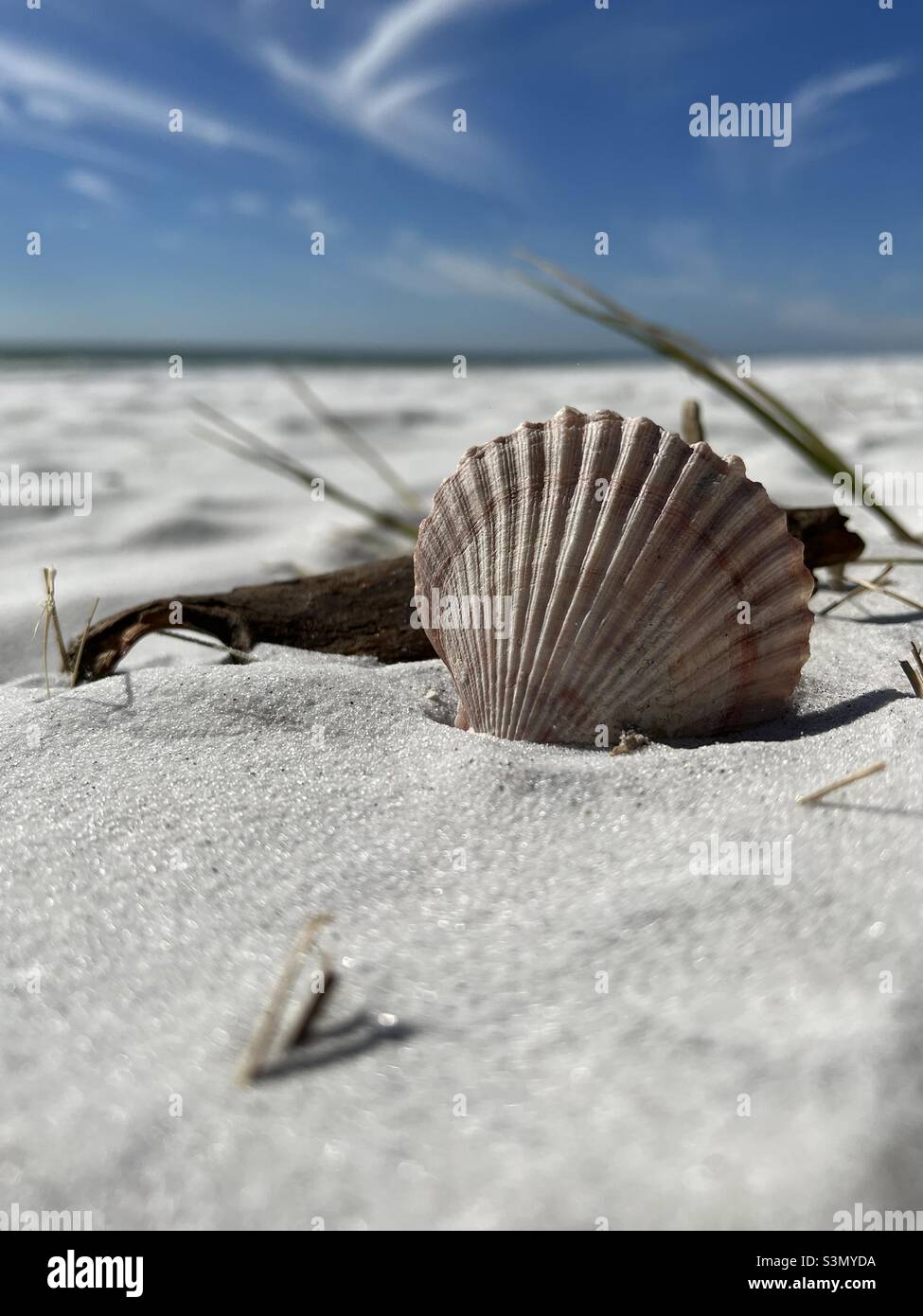 Muschel am weißen Sandstrand Stockfoto