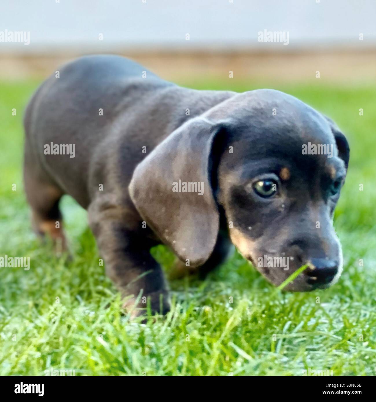 Billie Reynolds Miniature Dachshund Puppy Sausage Dog Cute - Smartphone-aufgenommenes Stockfoto