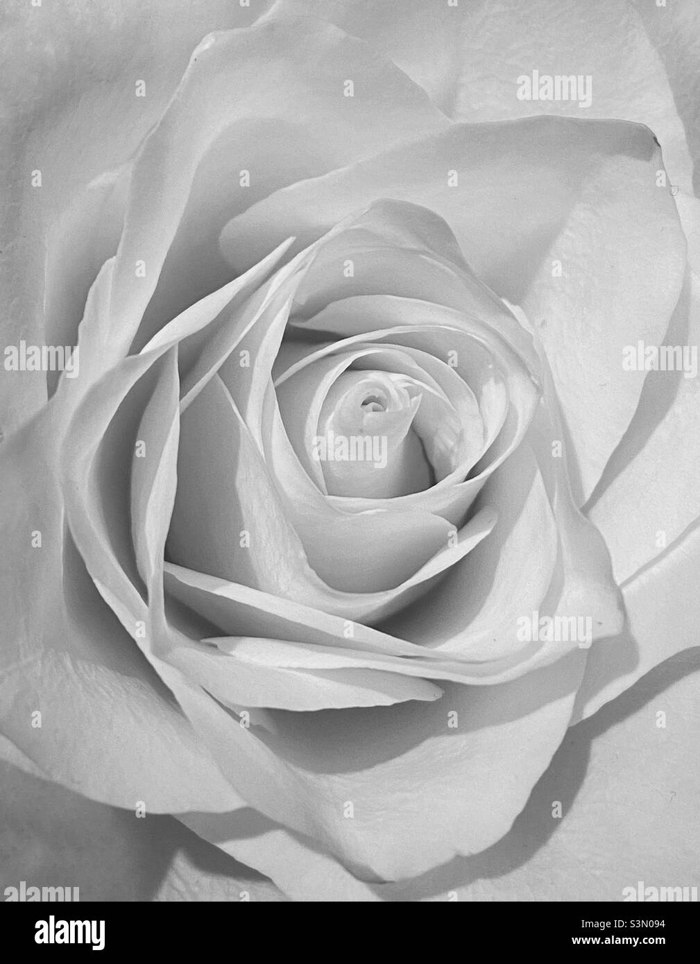 Nahaufnahme einer Rosenblüte mit den verschiedenen Blütenblättern. Ein monochromes Bild mit vielen Einsatzmöglichkeiten. Hochzeit? Beerdigungen? Taufen? Foto ©️ COLIN HOSKINS. - Smartphone-aufgenommenes Stockfoto
