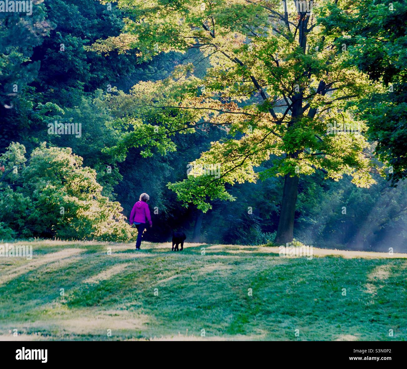 Frau und Hund im Park. Am frühen Morgen an einem Sommertag. Lichtwellen. Reife Bäume. Grünfläche. Kommunikation mit der Natur. Stockfoto