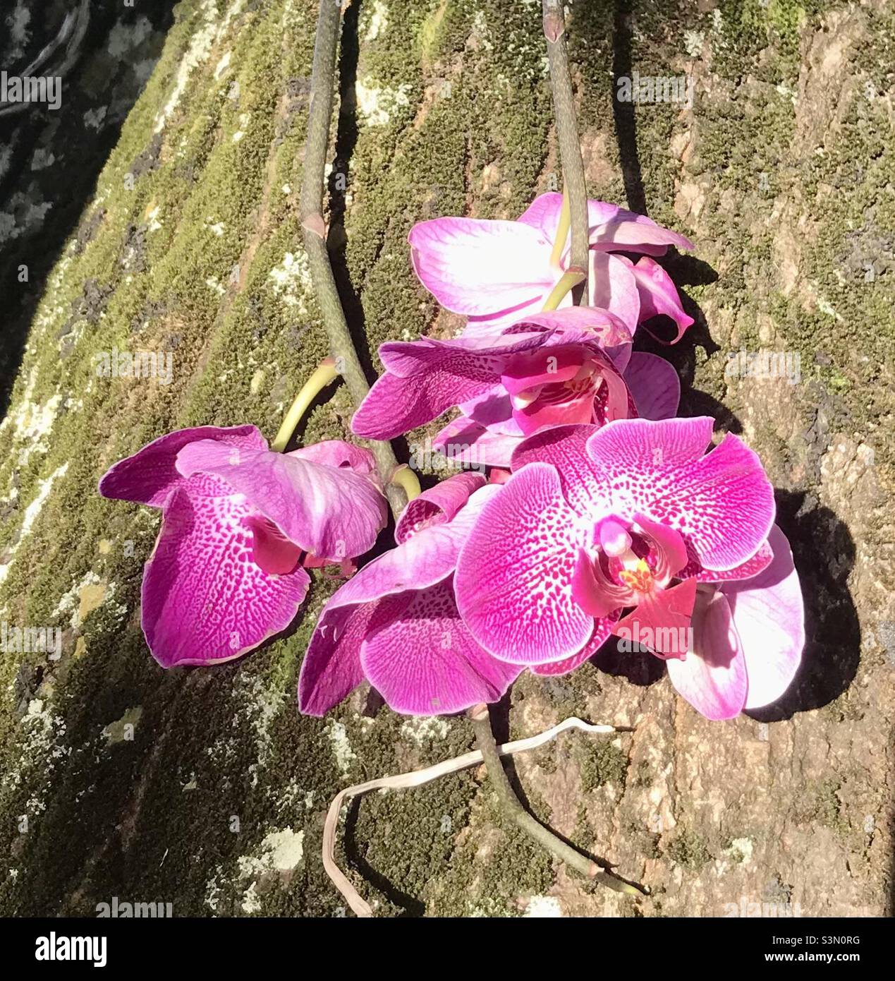 Orchidee blüht auf einem Baum stemo - Smartphone-aufgenommenes Stockfoto