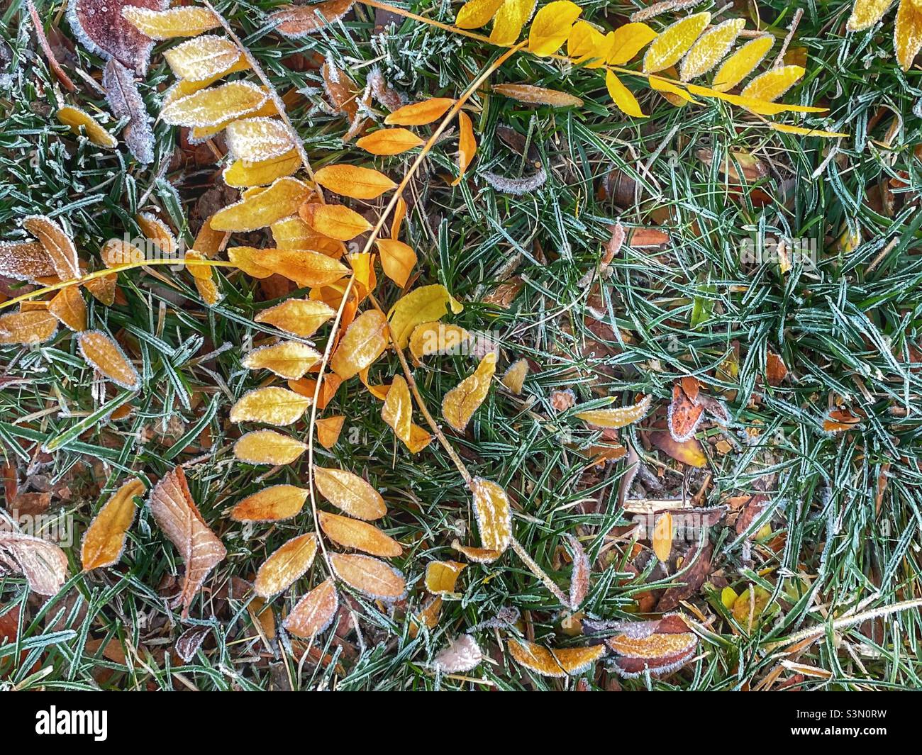 Frostiger Herbstrasen am frühen Morgen in Utah, USA. Stockfoto