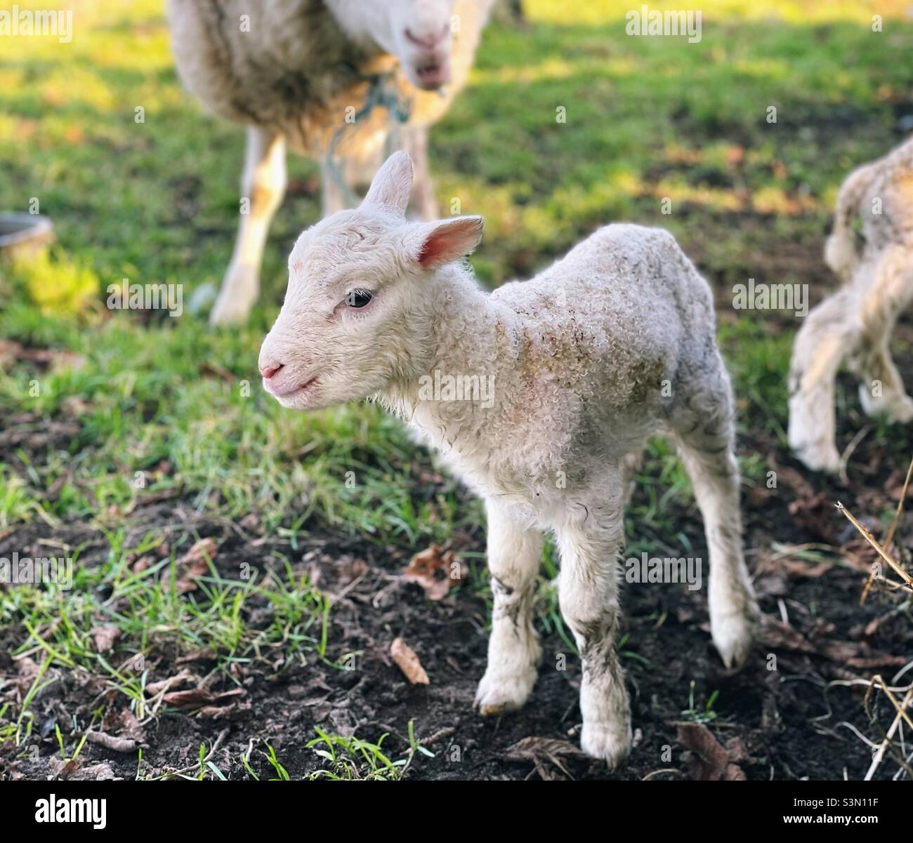 Neugeborene Lämmer auf einer Wiese - Smartphone-aufgenommenes Stockfoto