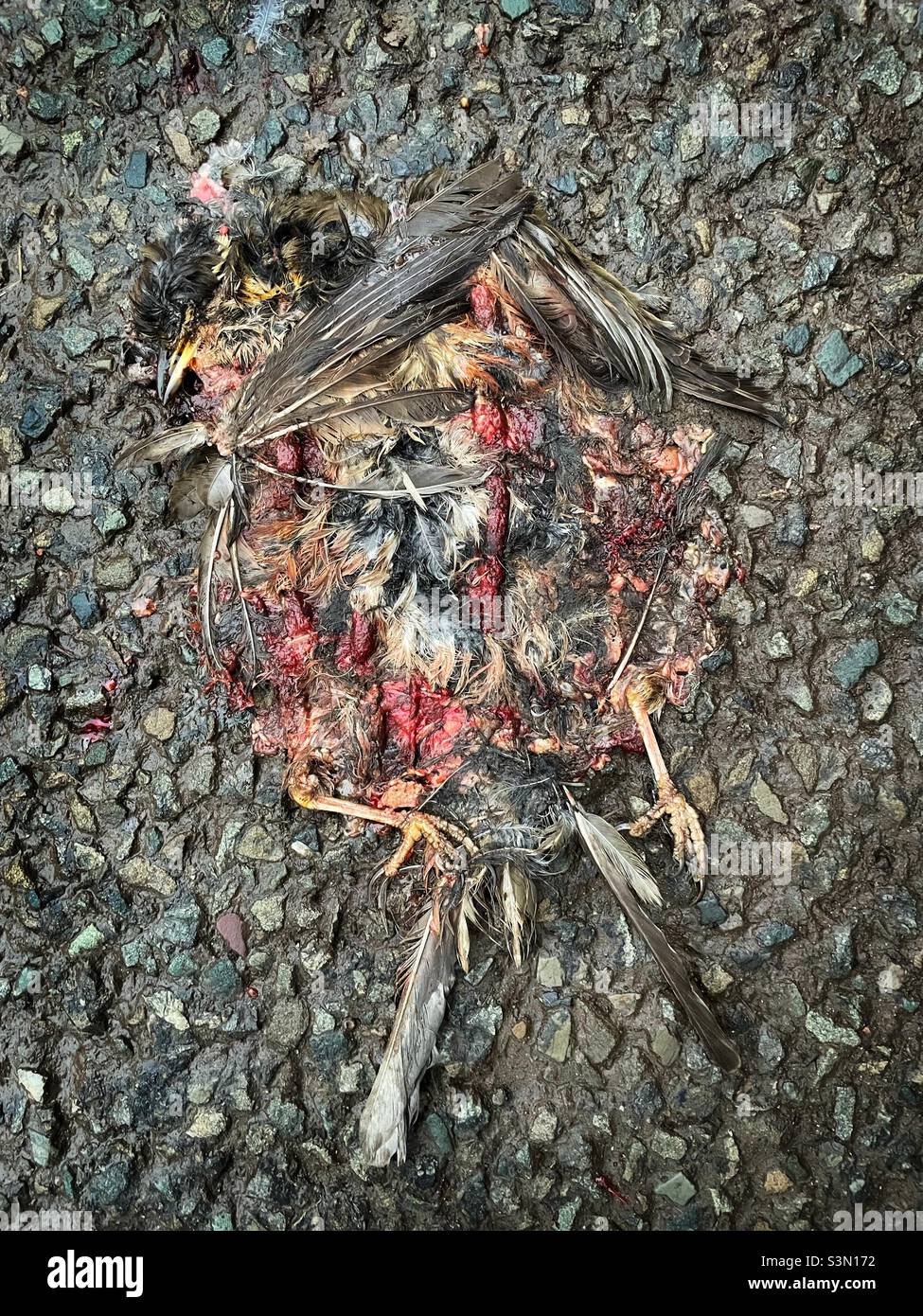Roadkill als Kunst - ein flacher Vogel auf einer Landstraße. Stockfoto