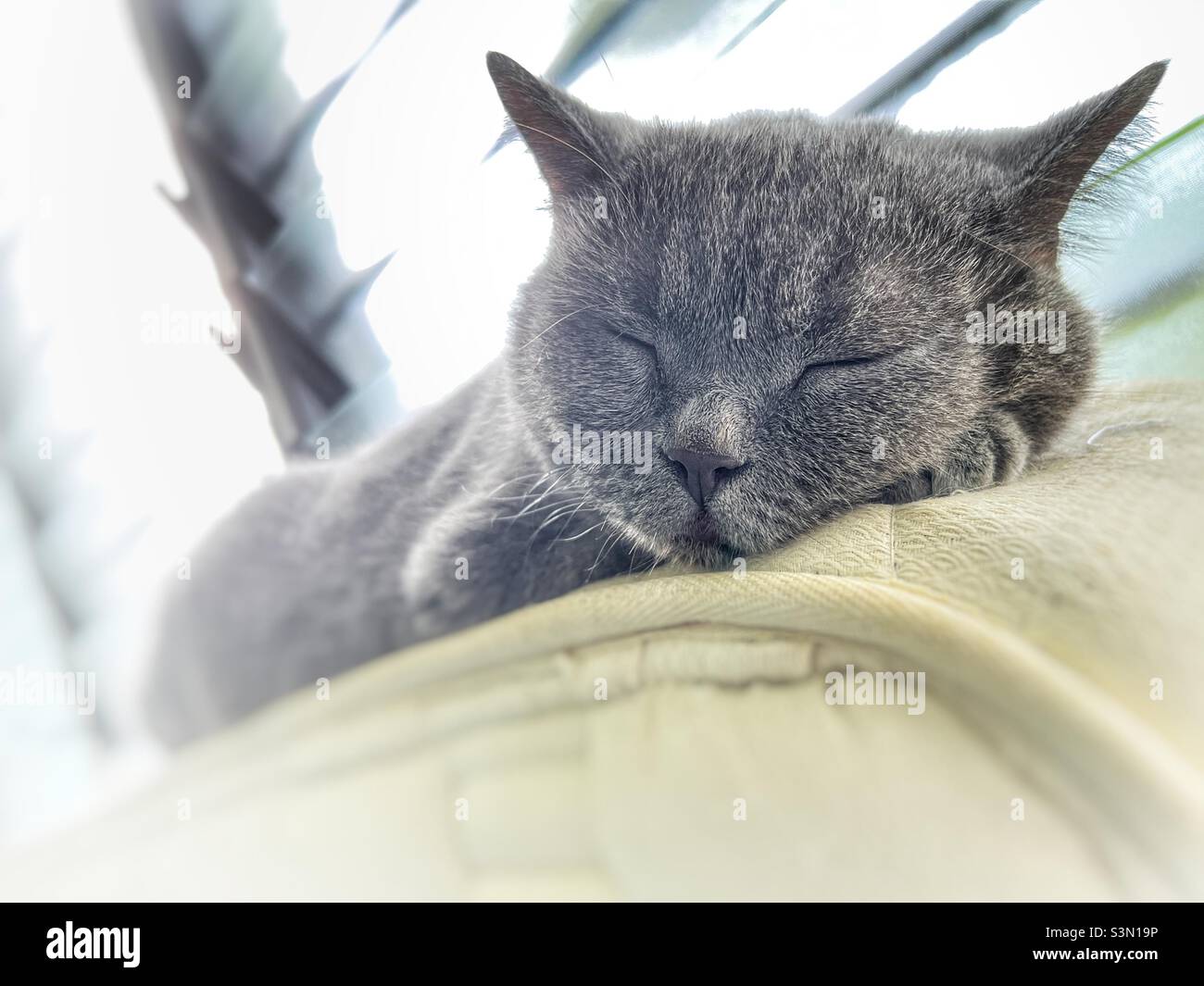 Britische Kurzhaarkatze schläft Stockfoto