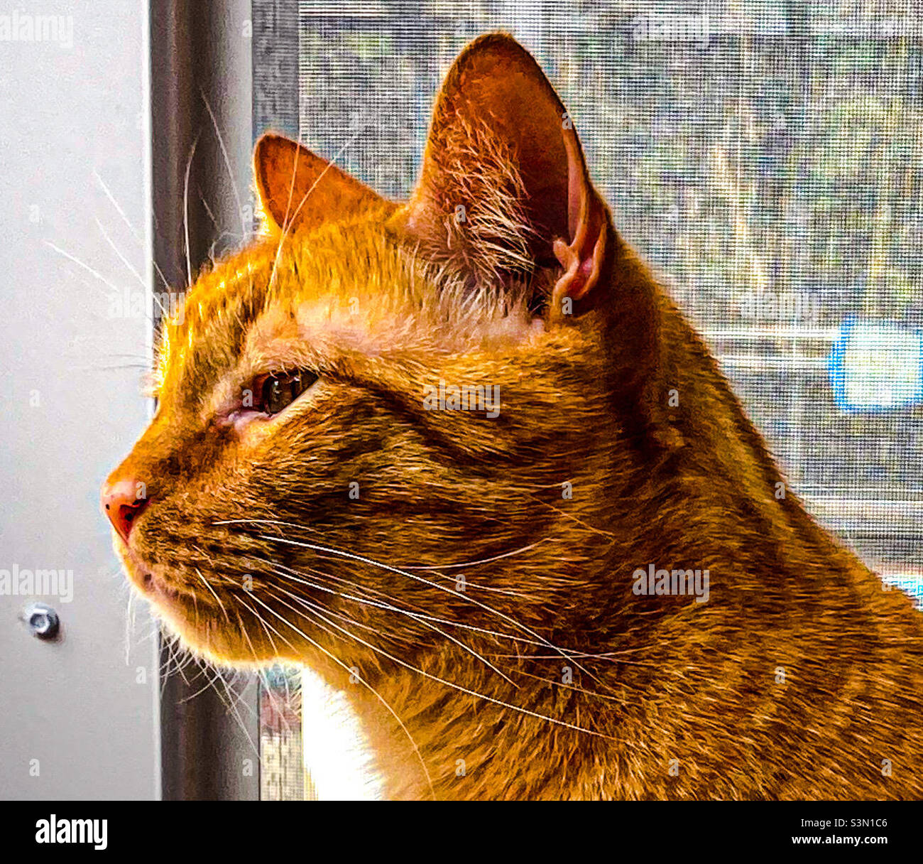 Orangefarbene Katze, die nach draußen schaut. Stockfoto