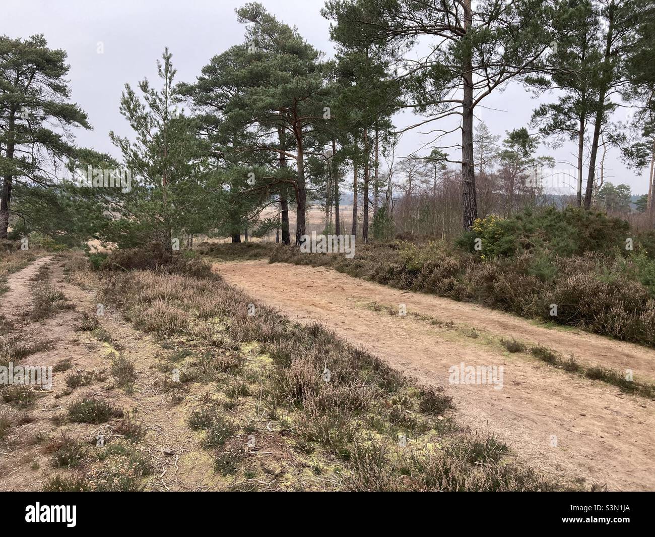 Thursley Common in Surrey Countryside Stockfoto