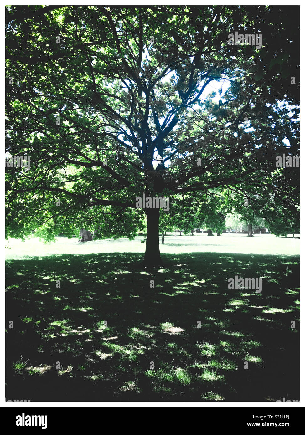 Großer, belaubter Baum in einem Park Stockfoto