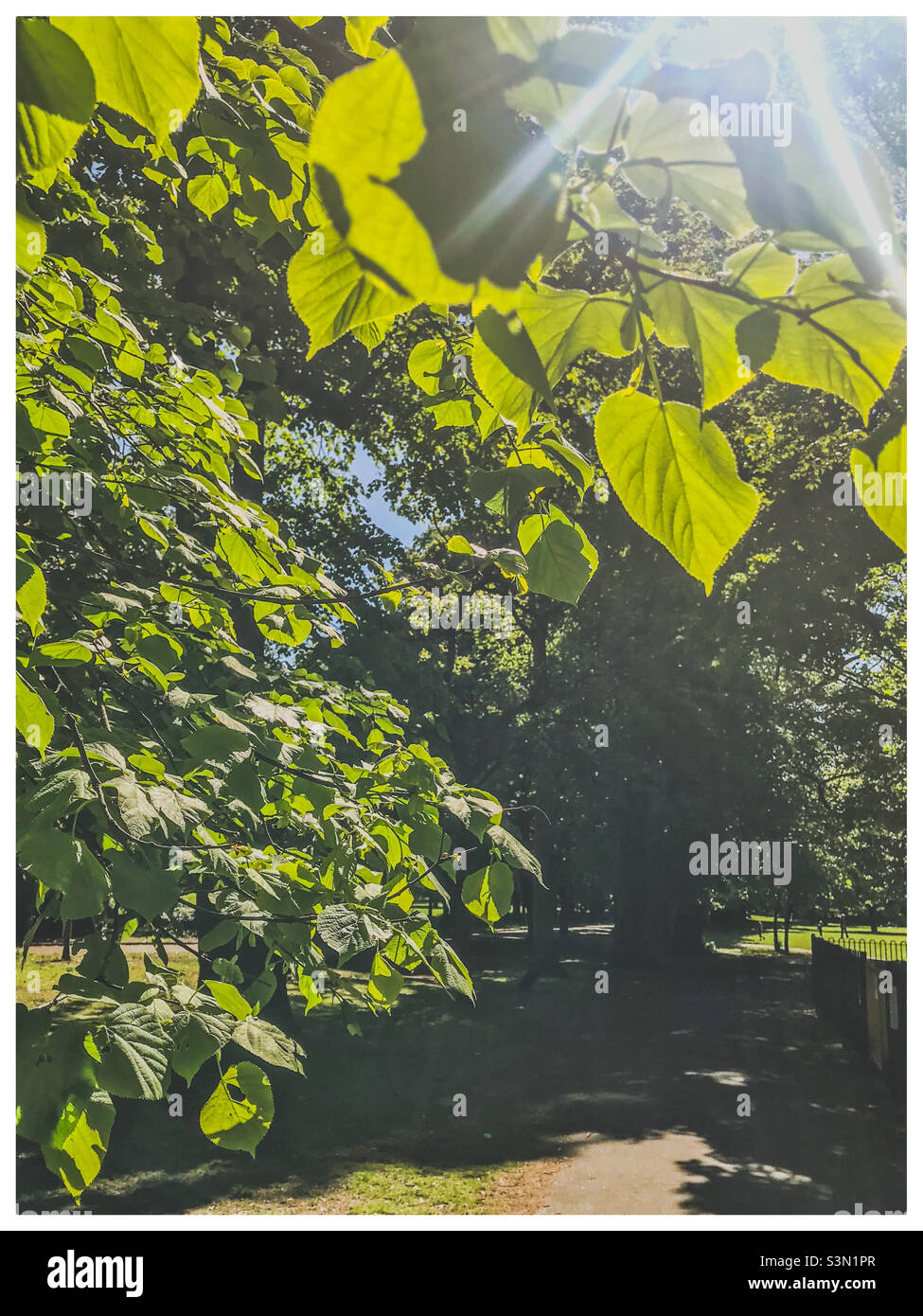 Sonnenschein auf einem frischen neuen Baum Blätter gegossen Stockfoto