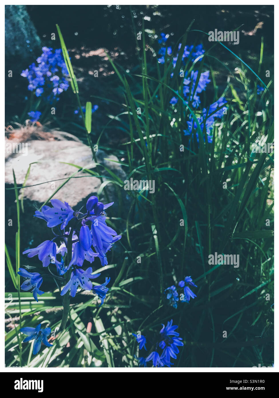 Bluebells in einem Park im Frühjahr Stockfoto