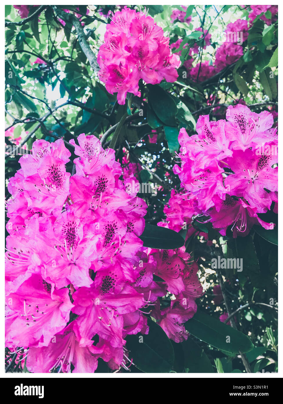 Rosa Blüten in einem Park im Frühjahr Stockfoto