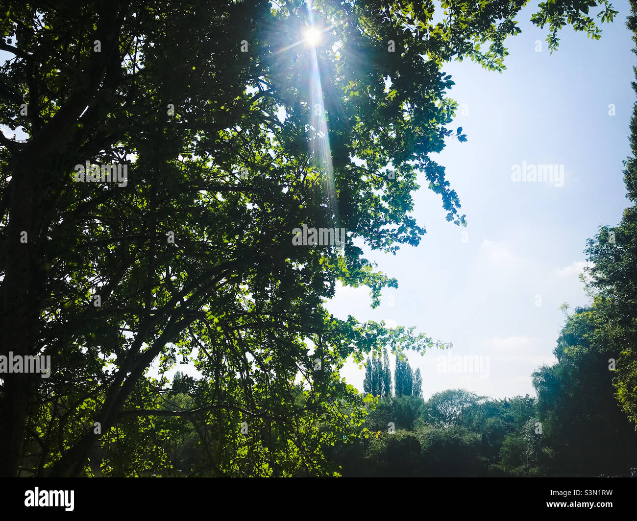 Sonne durch die Bäume Stockfoto