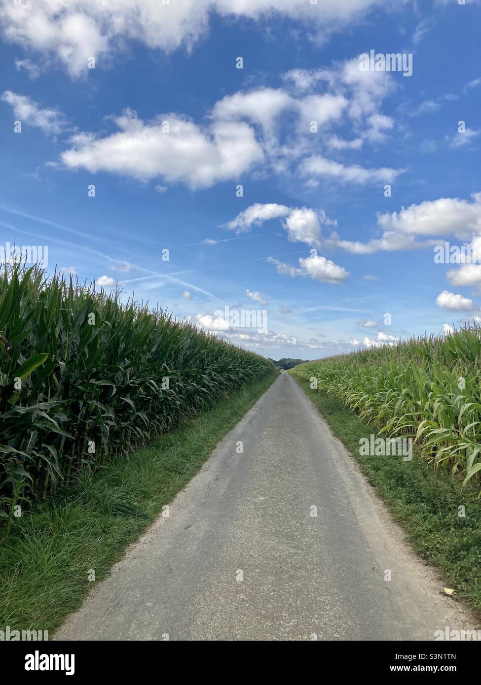 Kleine Landstraße mit blauem Himmel, Kumuluswolken und Maisfeldern auf beiden Seiten Stockfoto