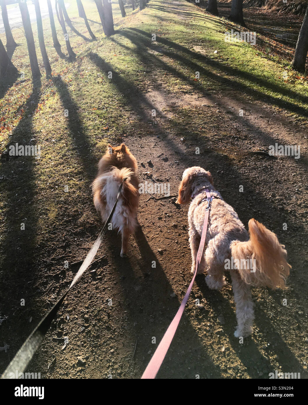 Beste Freunde: Zwei Hunde, die an einer Leine in einem Park draußen gehen, Freundschaft, Wanderhund Stockfoto