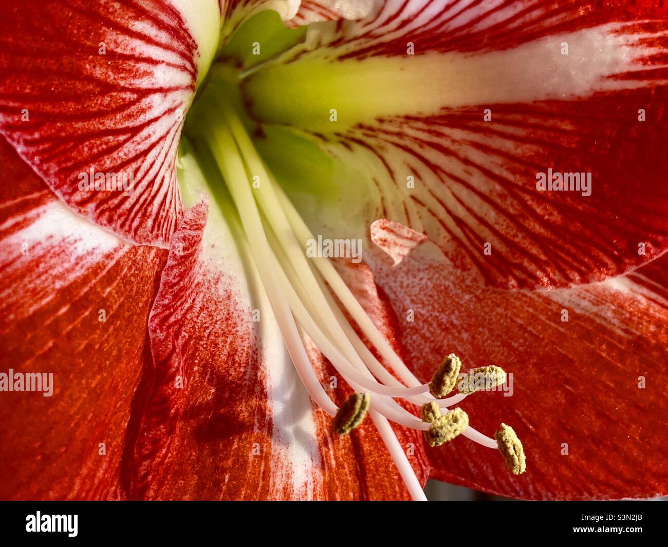 Die Mitte einer rot-weiß gestreift Amaryllis Blume zeigt die Staubblätter Stockfoto