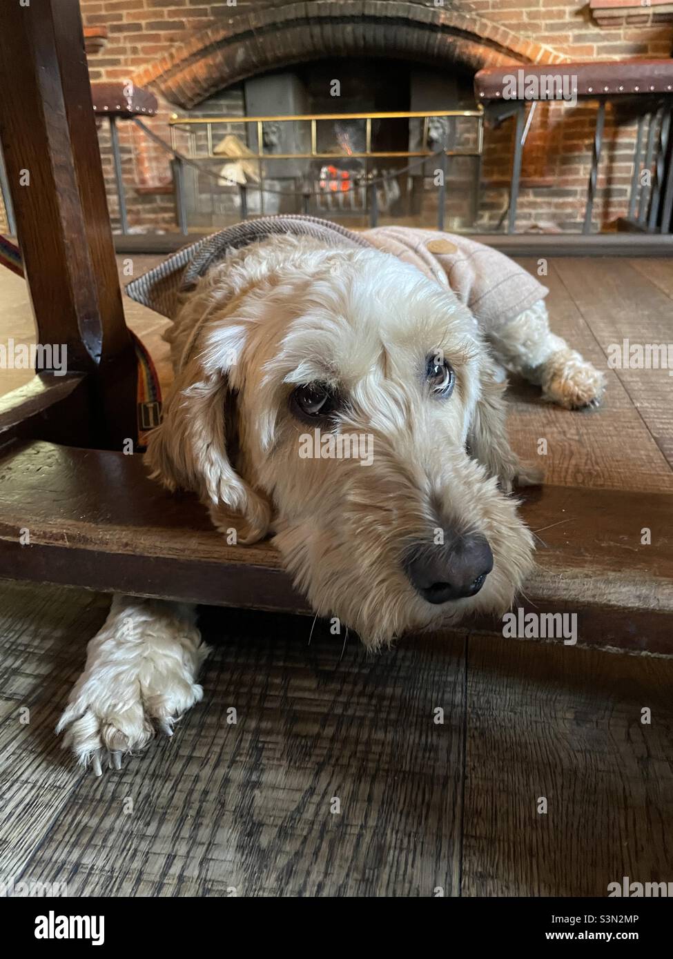 Buzz Reynolds Cockapoo Dog Süße Pet Apricot Stockfoto