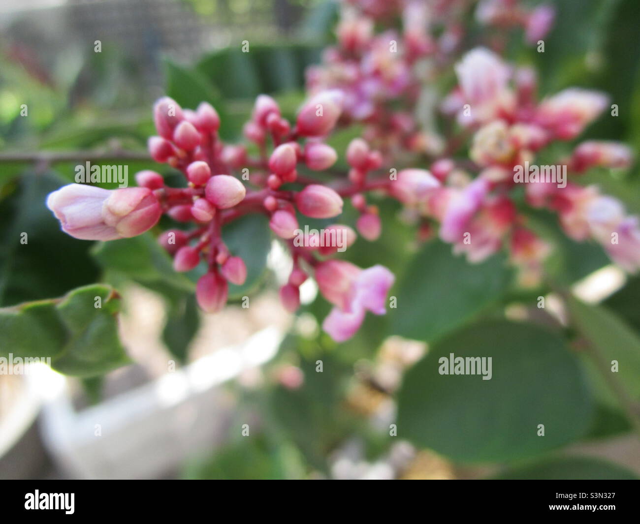 Fruit red guava tree -Fotos und -Bildmaterial in hoher Auflösung – Alamy