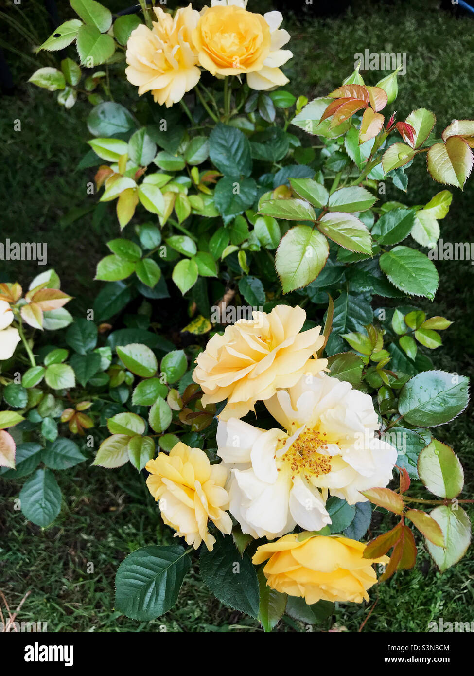 Ziemlich cremig gelbe Rosenblüten wachsen in einem Garten im Hinterhof. Stockfoto