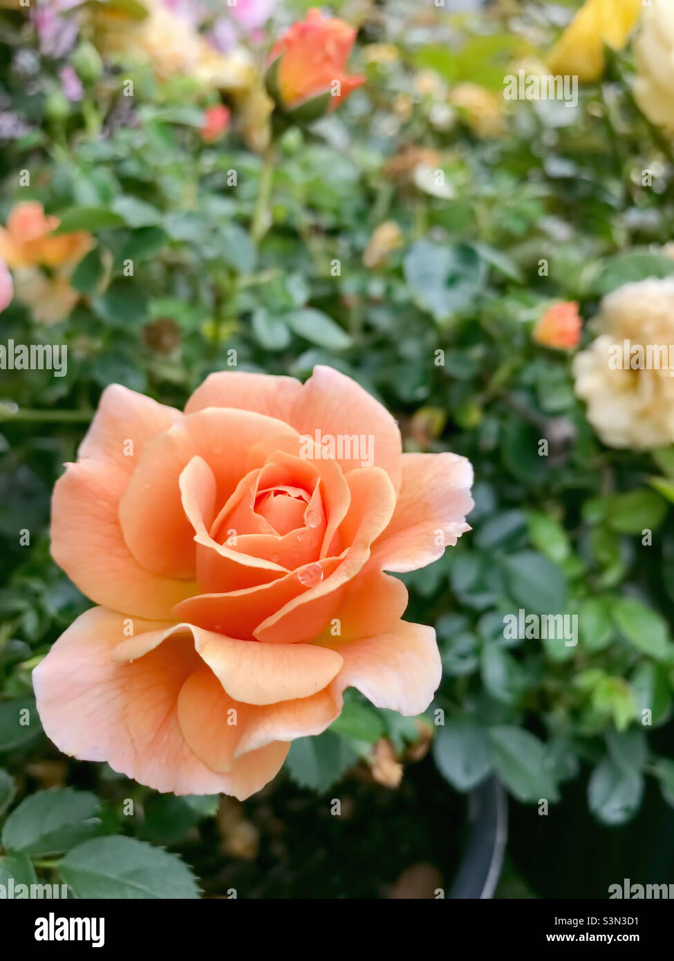 Korallenfarbene Rosensträucher wachsen in einem Garten im Hinterhof. Stockfoto