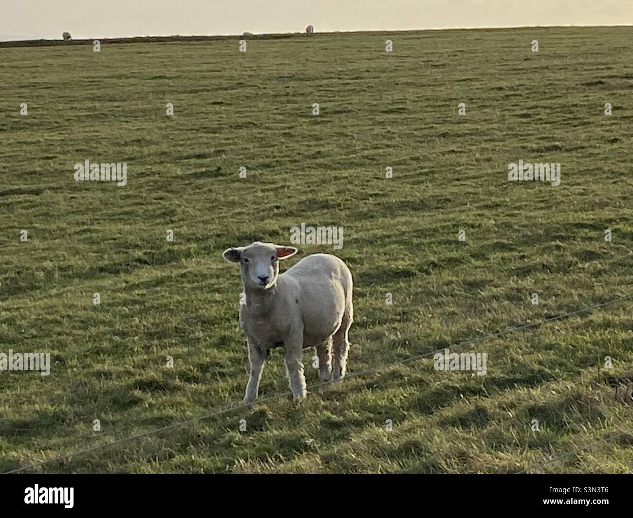 Ein Schaf auf den South Downs in Sussex. Stockfoto