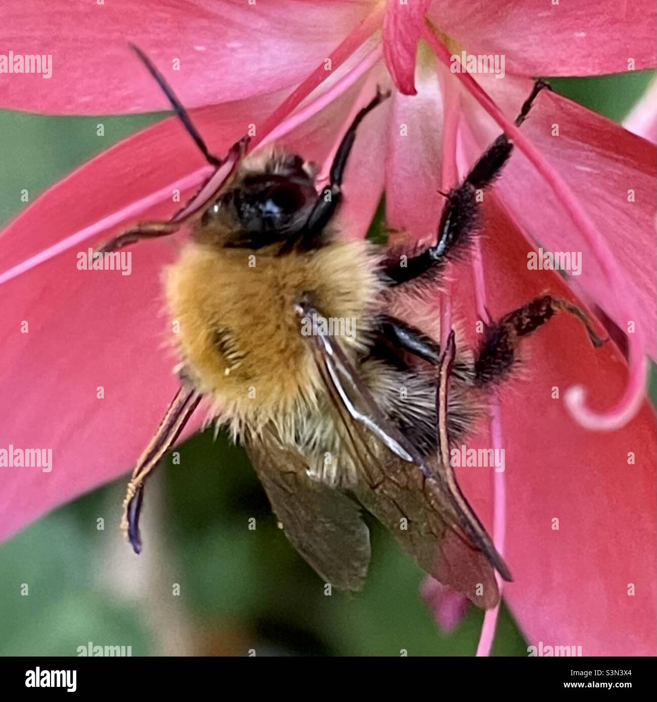 Füttern von Biene auf Blume. Stockfoto