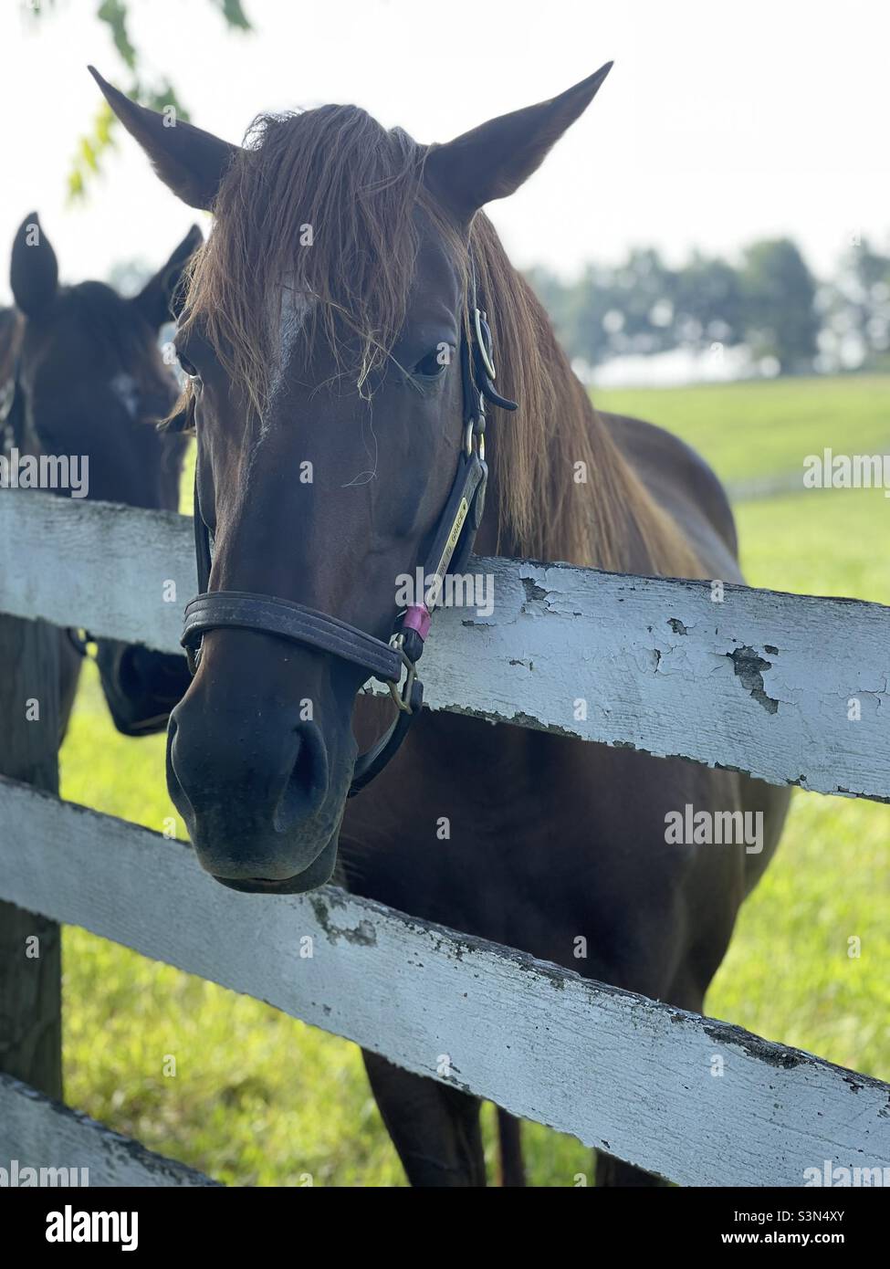 Pferd lehnt sich über den Zaun in Kentucky Stockfoto