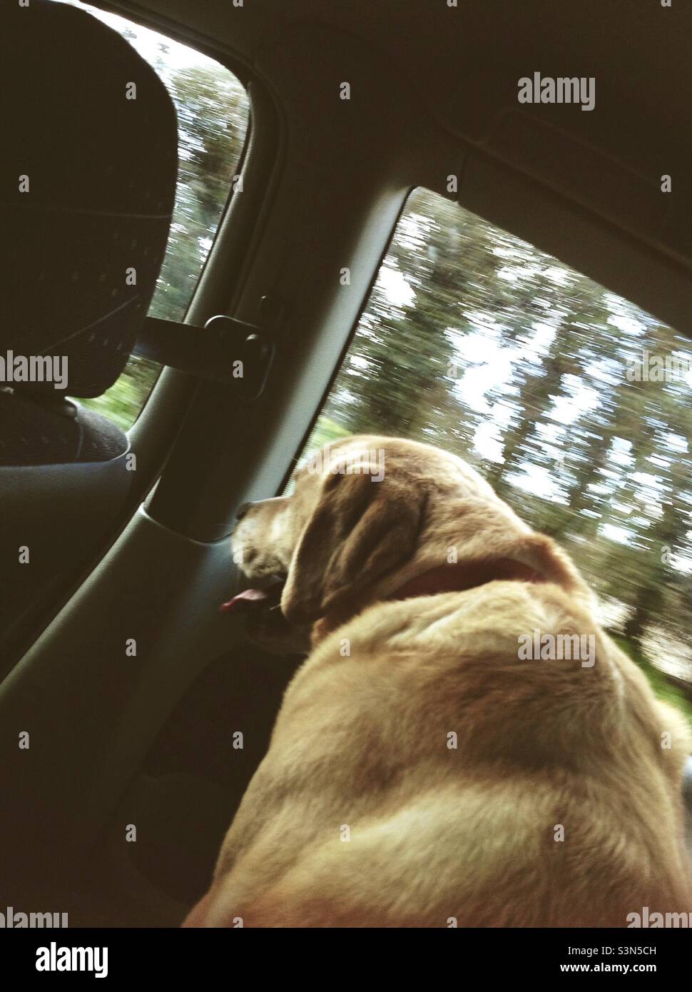 Golden Labrador im Auto, bereit zu gehen Walkies Stockfoto