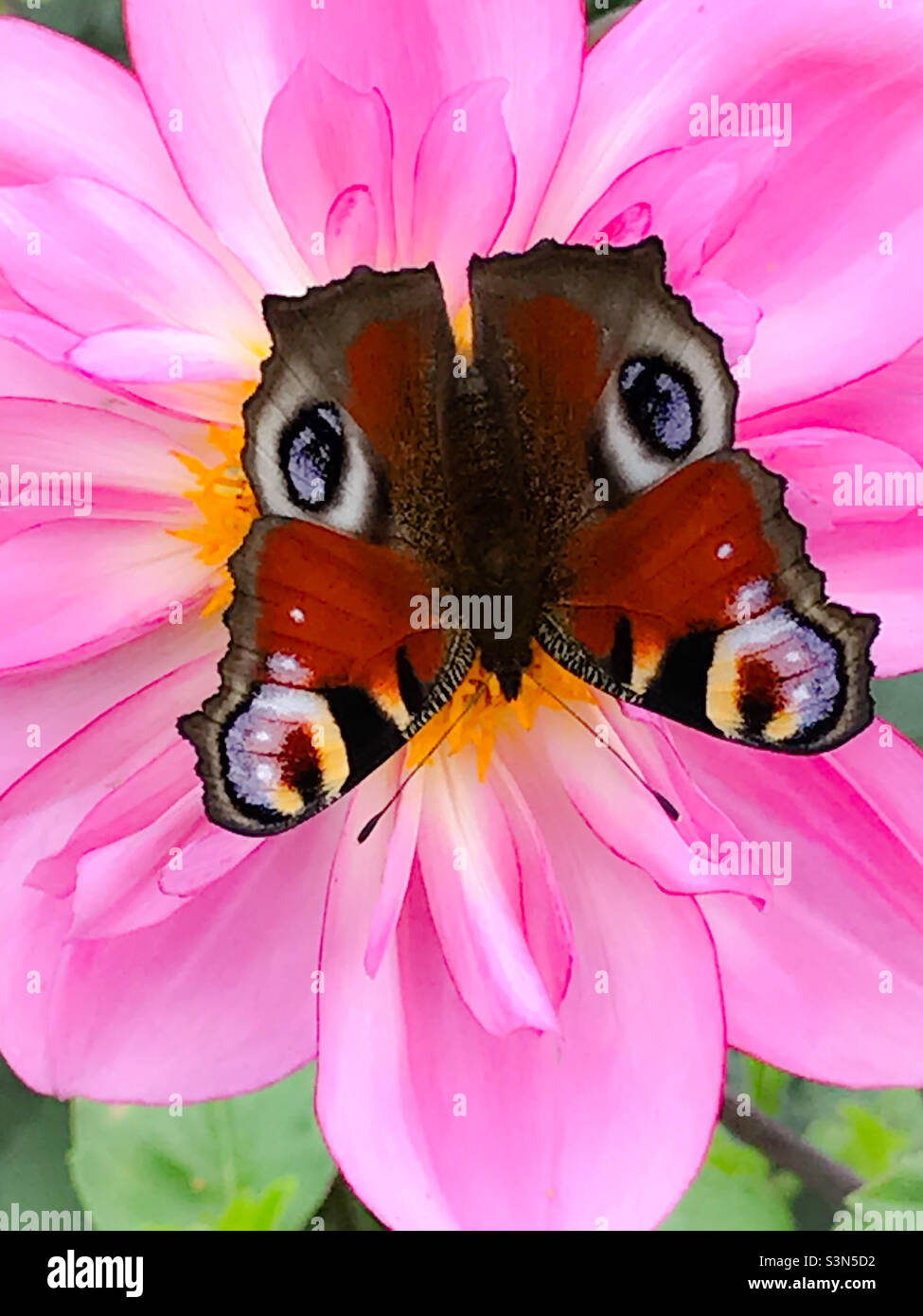 Wunderschöner Schmetterling, der auf einer bunten Blume steht - Smartphone-aufgenommenes Stockfoto