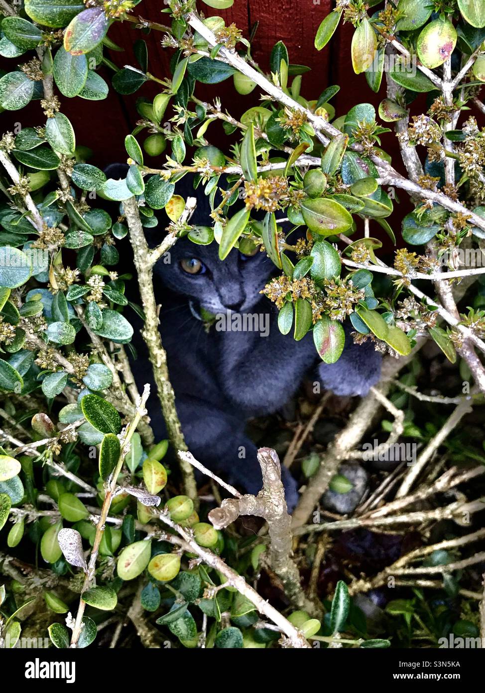 Spielerisches Kätzchen klettert & versteckt sich in einem Busch Stockfoto