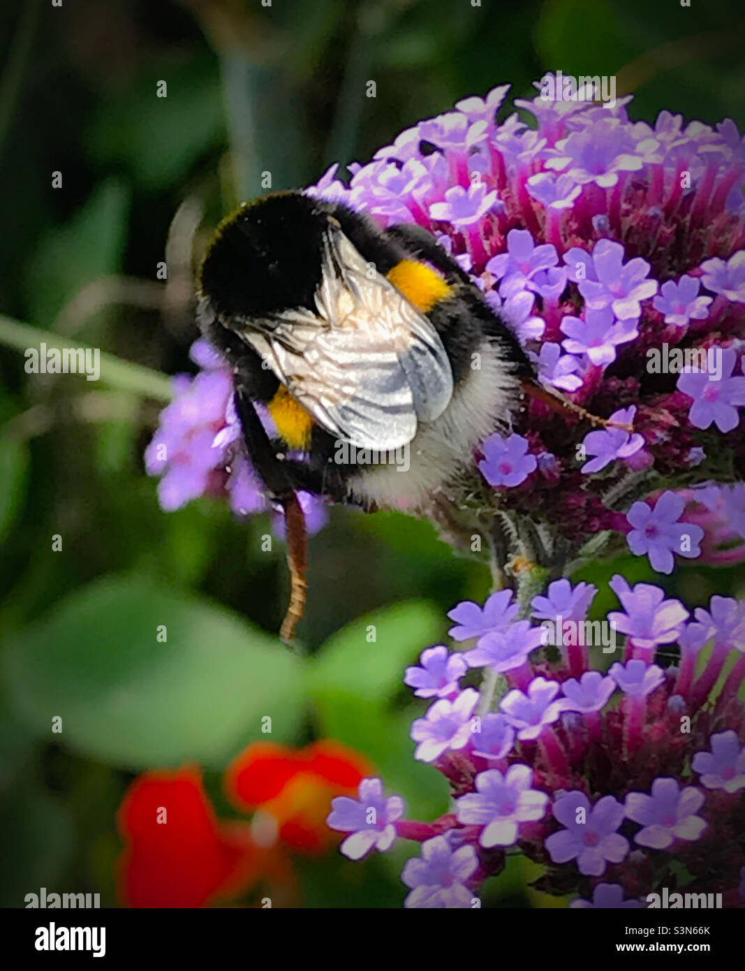 Hummel bestäubt bunte Blumen im Frühling - Smartphone-aufgenommenes Stockfoto