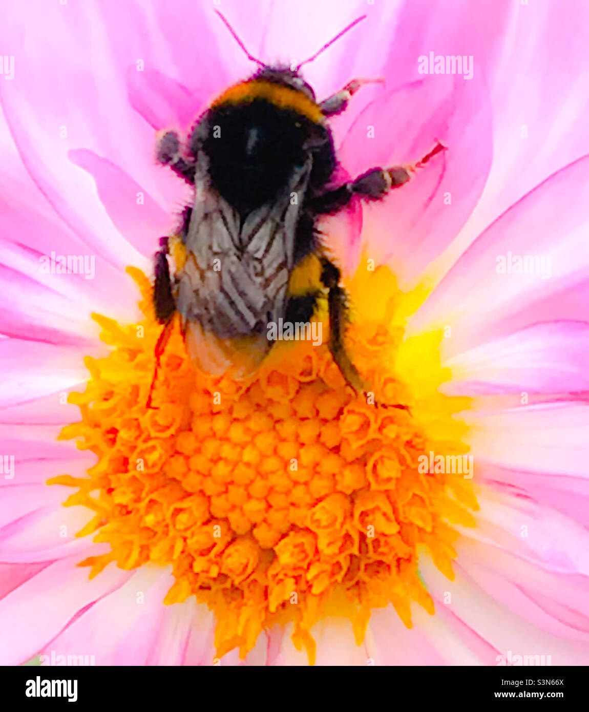 Hummel bestäubt bunte Blumen im Frühling - Smartphone-aufgenommenes Stockfoto