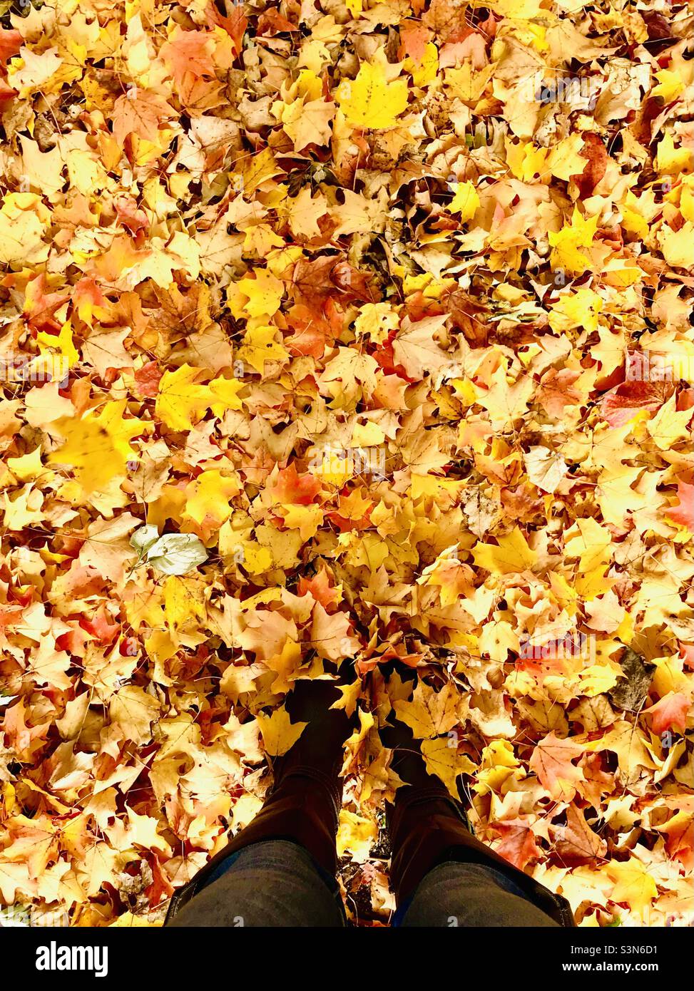 Frau in Stiefeln, die auf einem Haufen herbstlicher Blätter steht Stockfoto