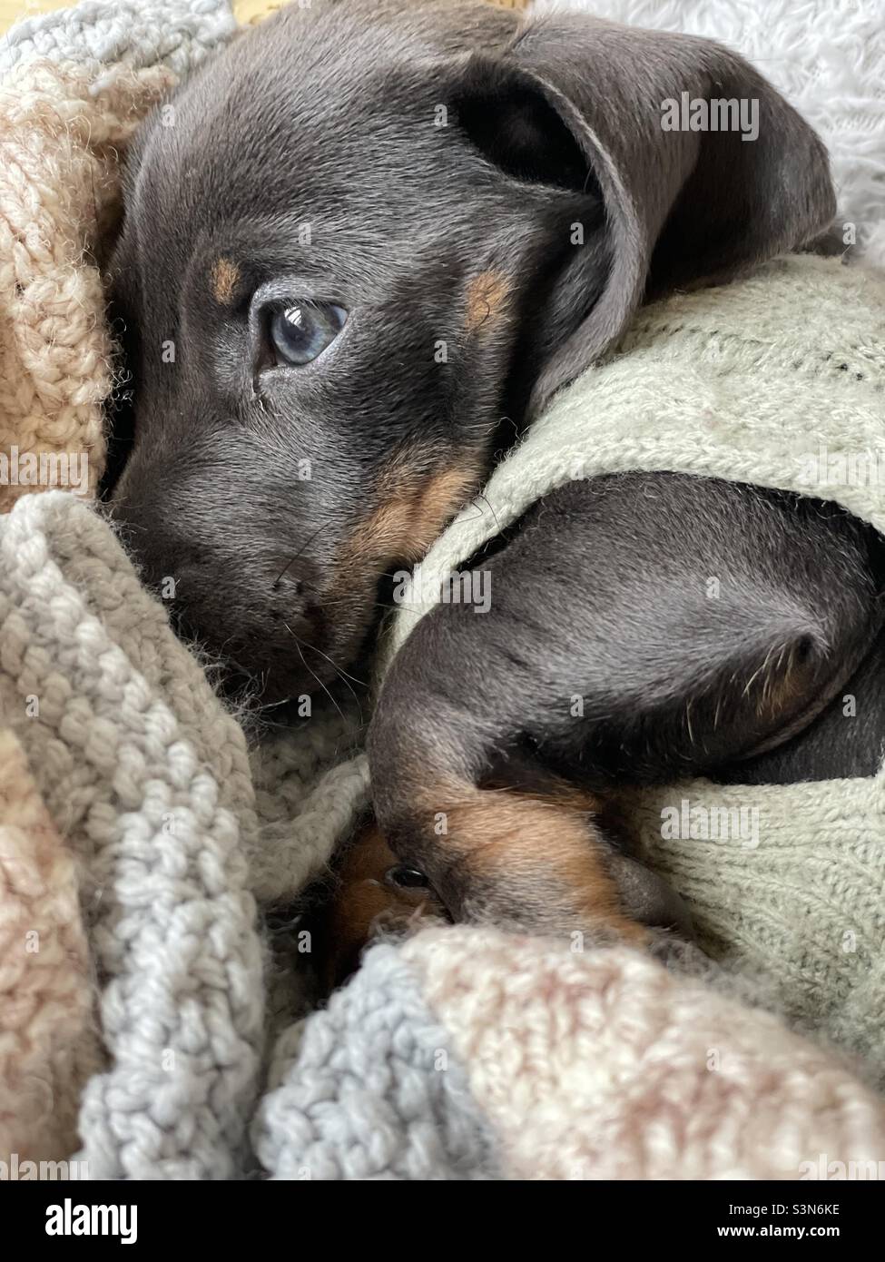 Billie Reynolds Miniatur-Dachshund-Welpe - Smartphone-aufgenommenes Stockfoto