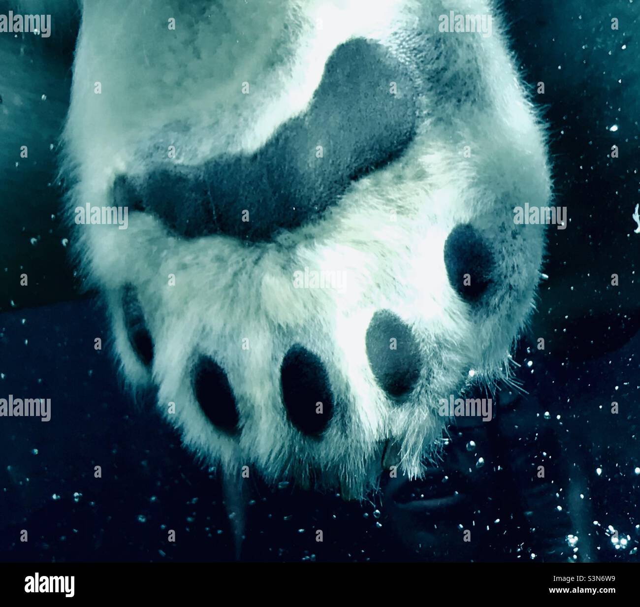 Nahaufnahme der Pfote und Zehen eines schwimmenden Eisbären durch Glas Stockfoto
