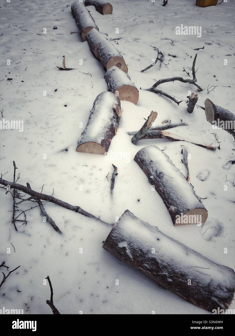 Der gefallene Baum wird im Schnee in Baumstämme geschnitten - Smartphone-aufgenommenes Stockfoto