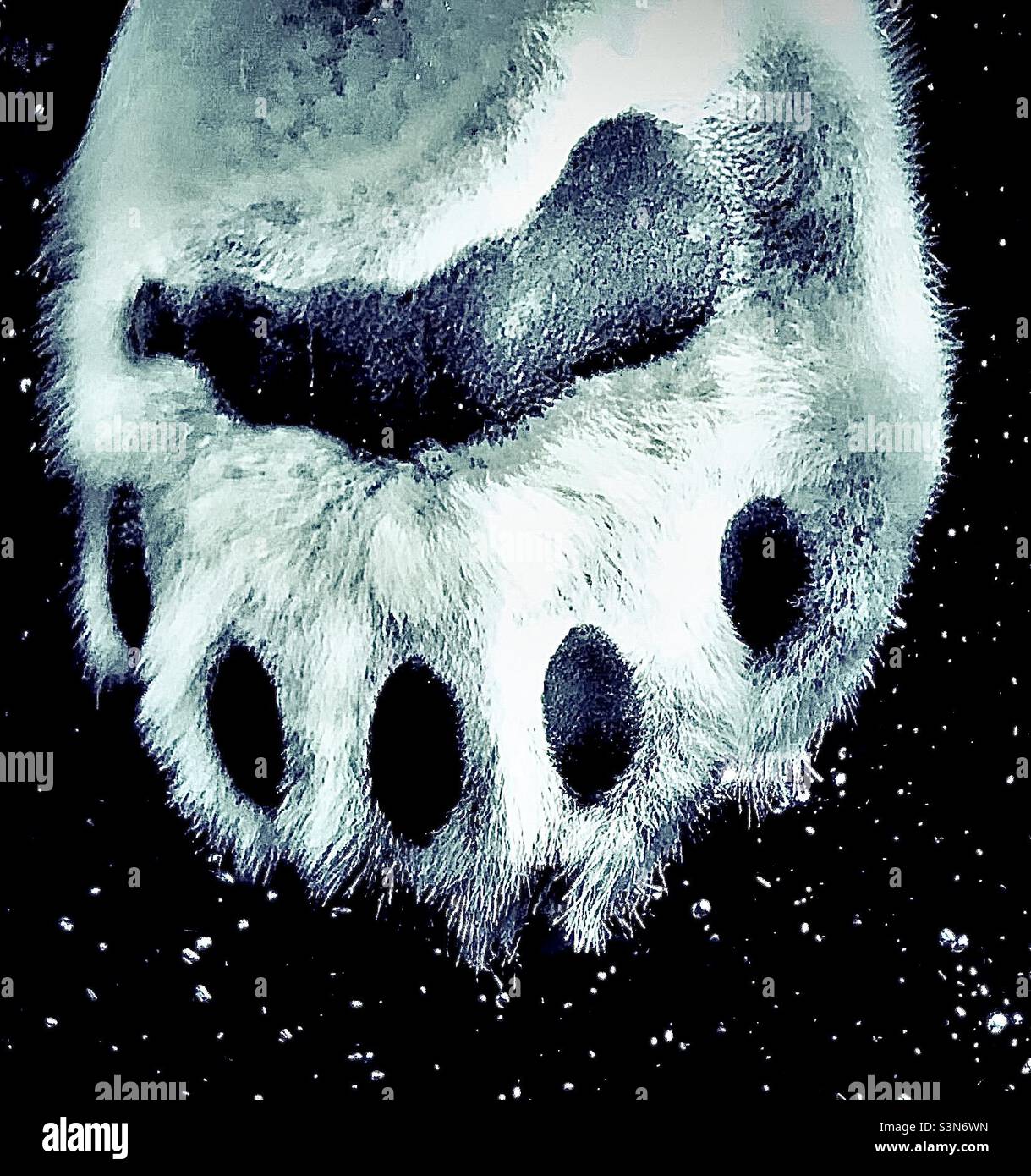 Nahaufnahme der Pfote und Zehen eines schwimmenden Eisbären in hoher Auflösung, umgeben von Wasserblasen Stockfoto