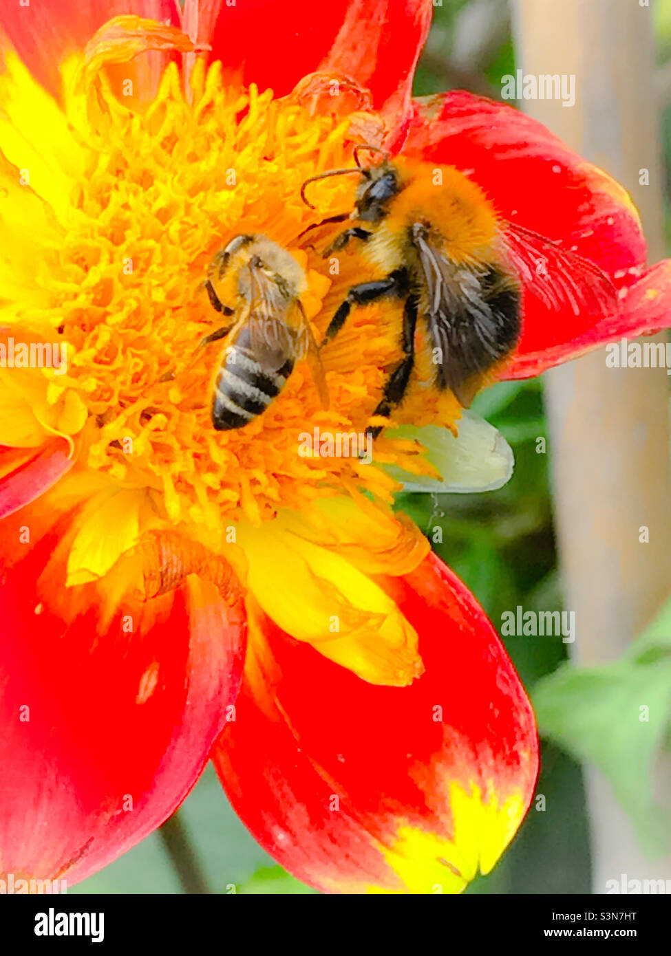 Hummel bestäubt bunte Blumen im Frühling - Smartphone-aufgenommenes Stockfoto