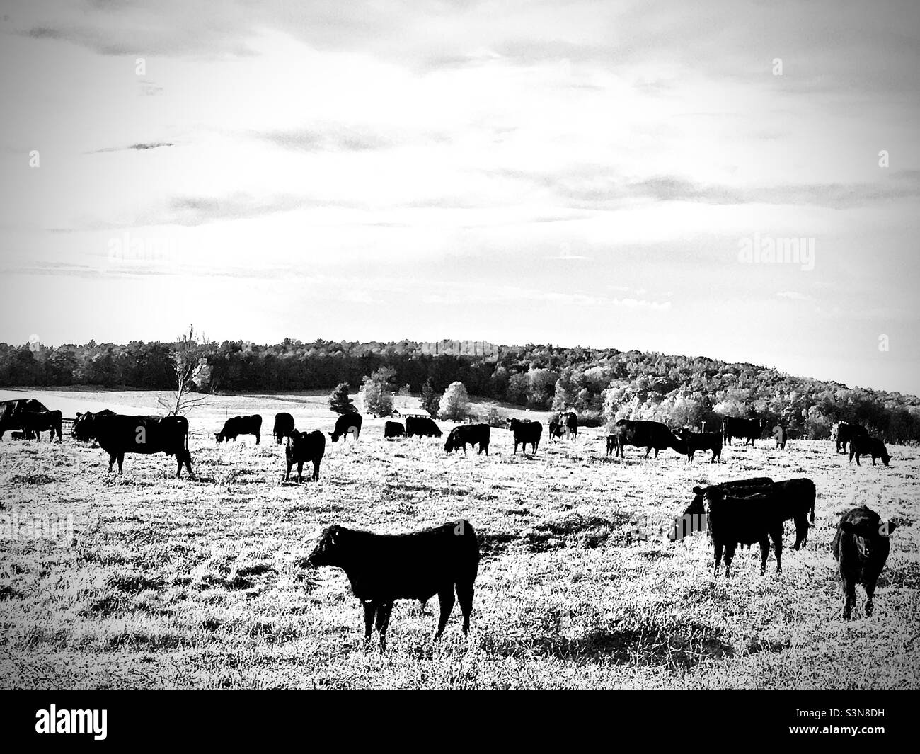 Schwarze Angus-Rinder grasen Stockfoto