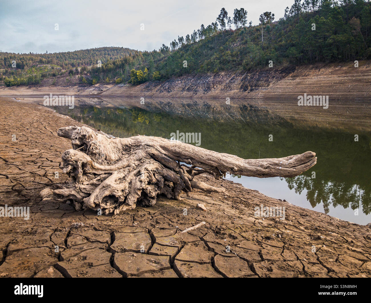 Eine Baumwurzel auf einem geknackten Flussbett, die durch zurücktretende Gewässer in Foz De Alge, Portugal, enthüllt wurde Stockfoto