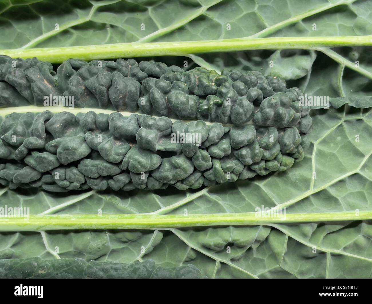 Eine Nahaufnahme der Blätter von Cavalo Nero zeigt Venation Stockfoto