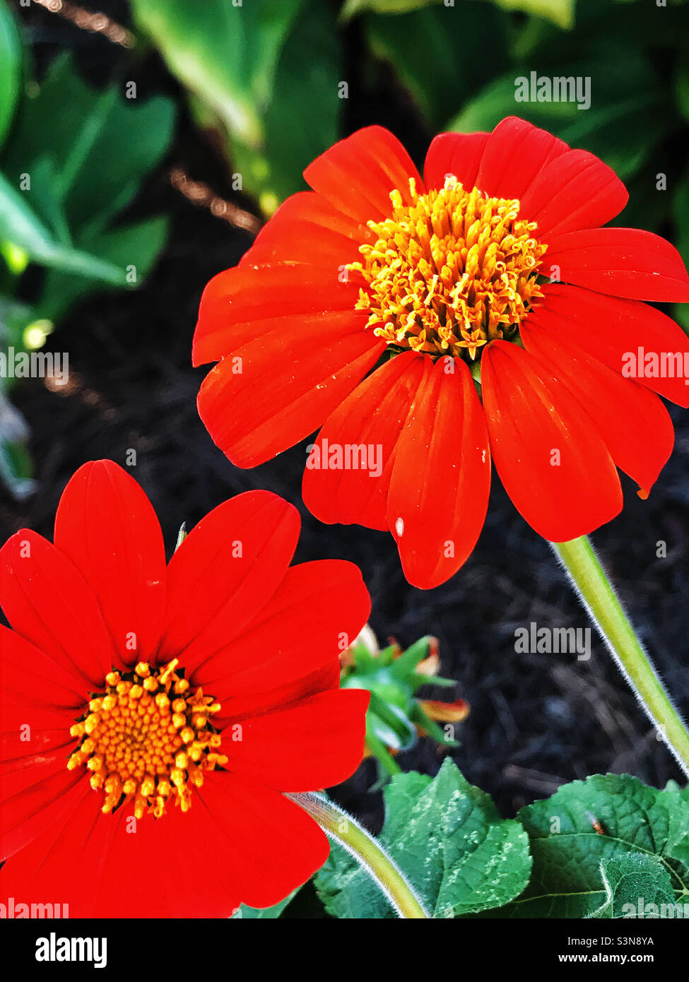 Leuchtend rote Blütenblätter auf dieser Tithonia mit ihrem gemeinsamen Namen der mexikanischen Sonnenblume Stockfoto