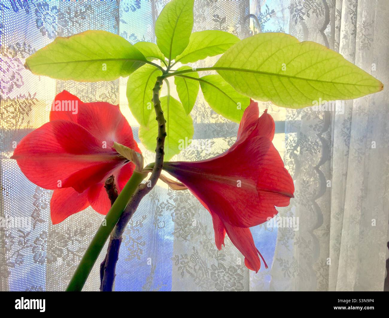 Hier kommt der Frühling. Zwei wunderschöne Amaryllis Blüten und frische grüne Blätter, ein Spitzenvorhang im Hintergrund, Ontario, Kanada. Stockfoto